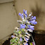 Bugleweed