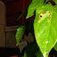 Sweet Banana Pepper
