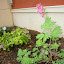 bleeding hearts