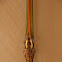 Walkingstick