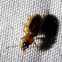 Ground Beetle