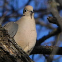 Mourning Dove