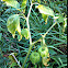 Chinese lantern