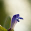 Skullcap