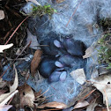 Eastern Cottontail Rabbits