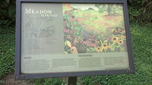 Meadow Habitat
