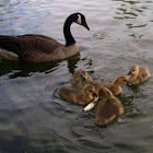 Canadian  goose