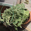 tomato plant