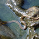 Oliver Keelback water Snake
