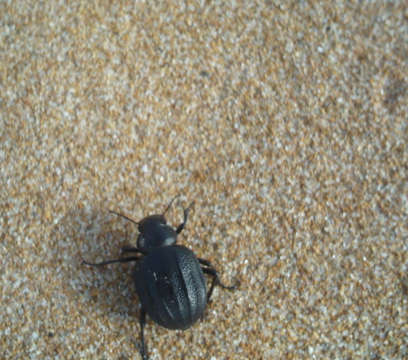Spotting Image 1