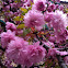 Japanese cherry