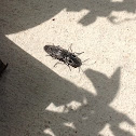 Eyed Click Beetle