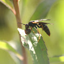 Hornet