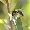 Hornet