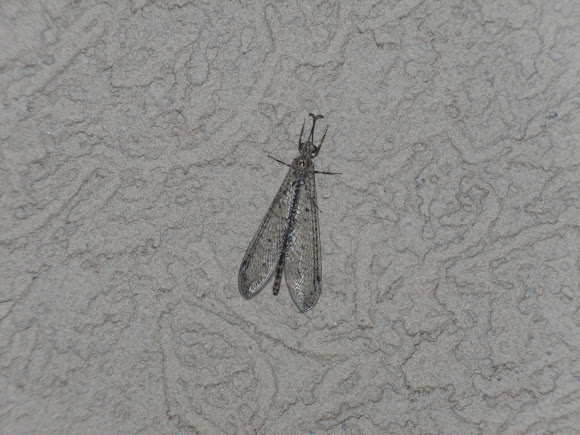 Spotting Image 1