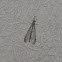 Antlion