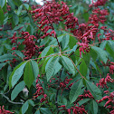 Red Buckeye