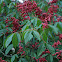 Red Buckeye