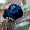 Crested Fireback