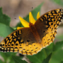 Great Spangled Fritillary