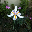 Iris