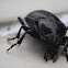European Ground Beetle