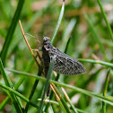 mayfly