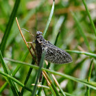 mayfly