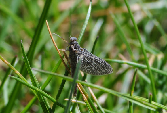Spotting Image 1