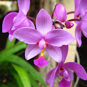 Pleated leaf Spathoglottis