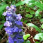 Ajuga