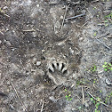 Raccoon Tracks