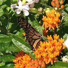 Monarch butterfly