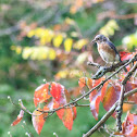 Eastern Blubird