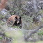American Black Bear