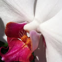 Orchidea