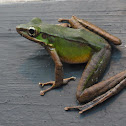 Poisonous Rock Frog
