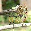 Yellow Feathery Antennae Robber Fly