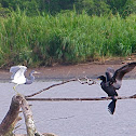 Tricolor Heron and Neotropical Cormorant