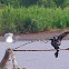 Tricolor Heron and Neotropical Cormorant