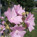 Musk Mallow