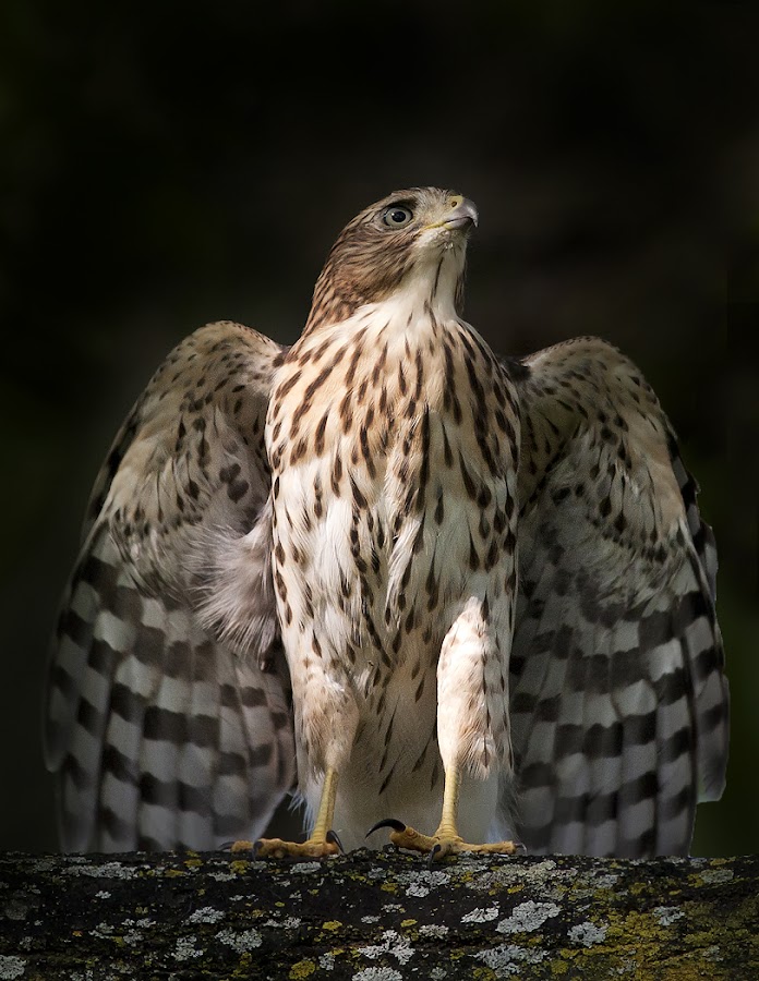 Cooper's Hawk / Épervier de Cooper by Rachel Bilodeau - Animals Birds ( cooper's hawk / épervier de cooper )