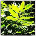American chestnut!