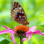 Great Spangled Fritillary
