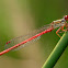 Caballito del diablo (Small Red Damsel)
