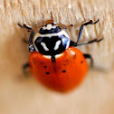 Convergent Ladybird Beetle