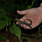 gecko