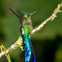 Violet-tailed Sylph