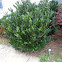 Cherry Laurel