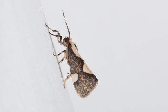 Spotting Image 1